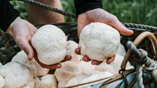 Adaptogenic Mushrooms