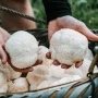 Adaptogenic Mushrooms